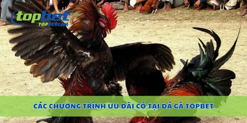 Các chương trình ưu đãi có tại đá gà Topbet