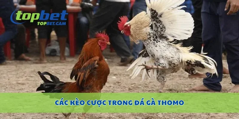 Các kèo cược trong đá gà Thomo