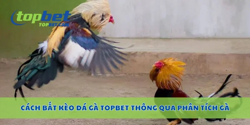Cách bắt kèo đá gà Topbet thông qua phân tích gà