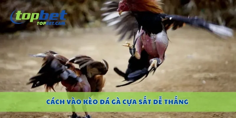 Cách vào kèo đá gà cựa sắt dễ thắng