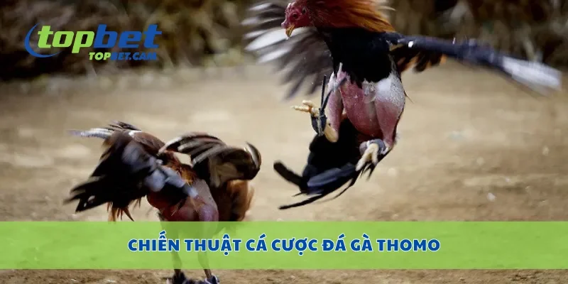 Chiến thuật cá cược đá gà Thomo