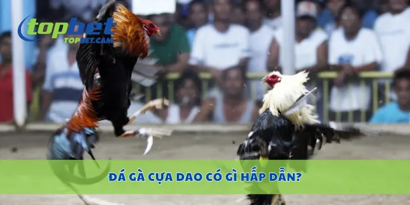 Đá gà cựa dao có gì hấp dẫn?