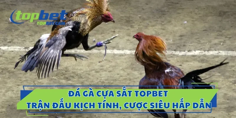 Đá Gà Cựa Sắt Topbet – Trận Đấu Kịch Tính, Cược Siêu Hấp Dẫn