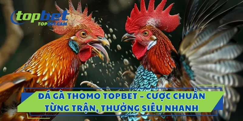 Đá Gà Thomo Topbet – Cược Chuẩn Từng Trận, Thưởng Siêu Nhanh