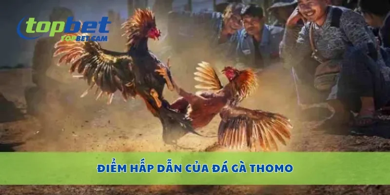 Điểm hấp dẫn của đá gà Thomo