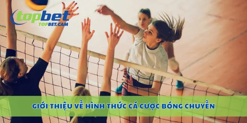 Giới thiệu về hình thức cá cược bóng chuyền