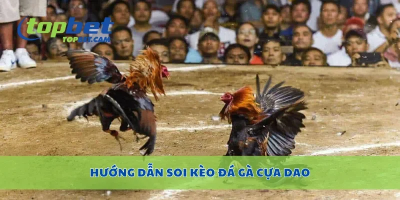 Hướng dẫn soi kèo đá gà cựa dao