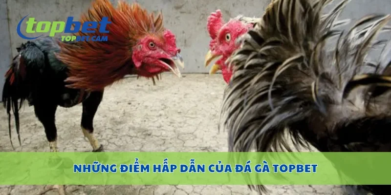 Những điểm hấp dẫn của đá gà Topbet