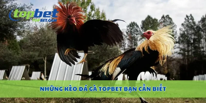 Những kèo đá gà Topbet bạn cần biết