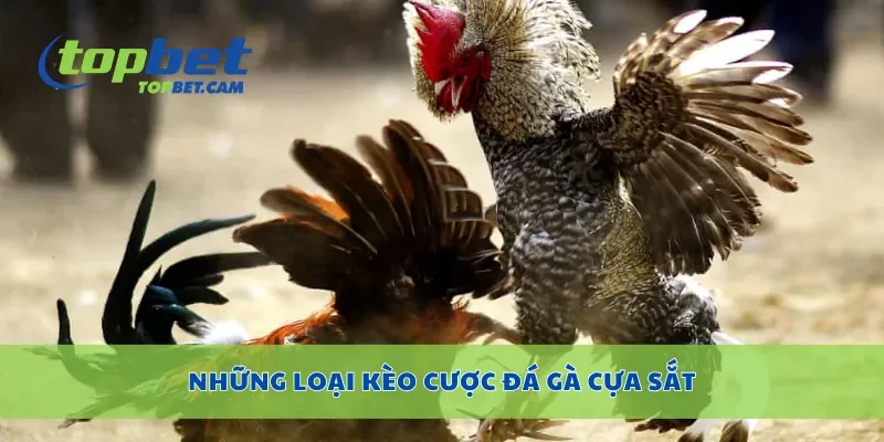 Những loại kèo cược đá gà cựa sắt