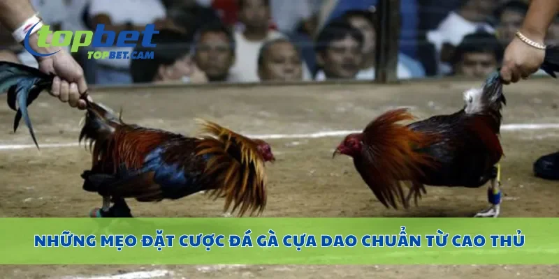 Những mẹo đặt cược đá gà cựa dao chuẩn từ cao thủ