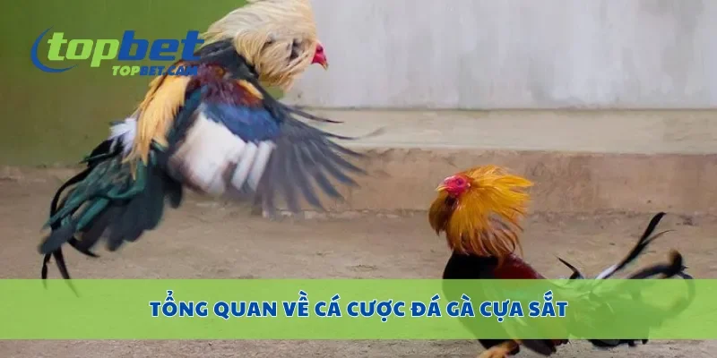 Tổng quan về cá cược đá gà cựa sắt